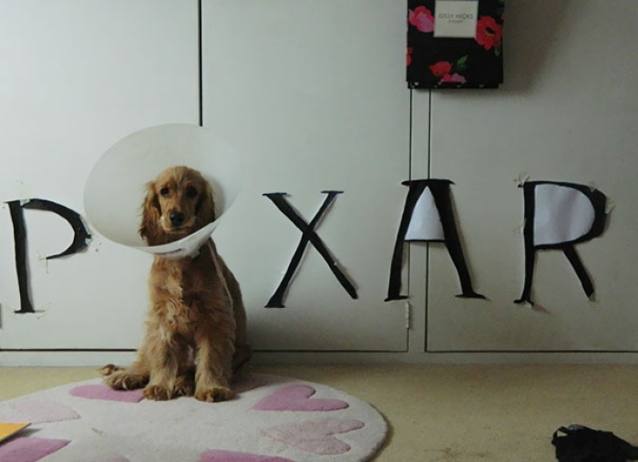 funny-pet-cones-creative-elizabethan-collars-2