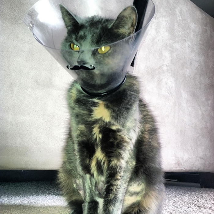 funny-pet-cones-creative-elizabethan-collars-3
