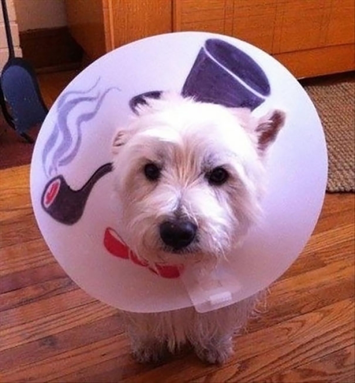 funny-pet-cones-creative-elizabethan-collars-4