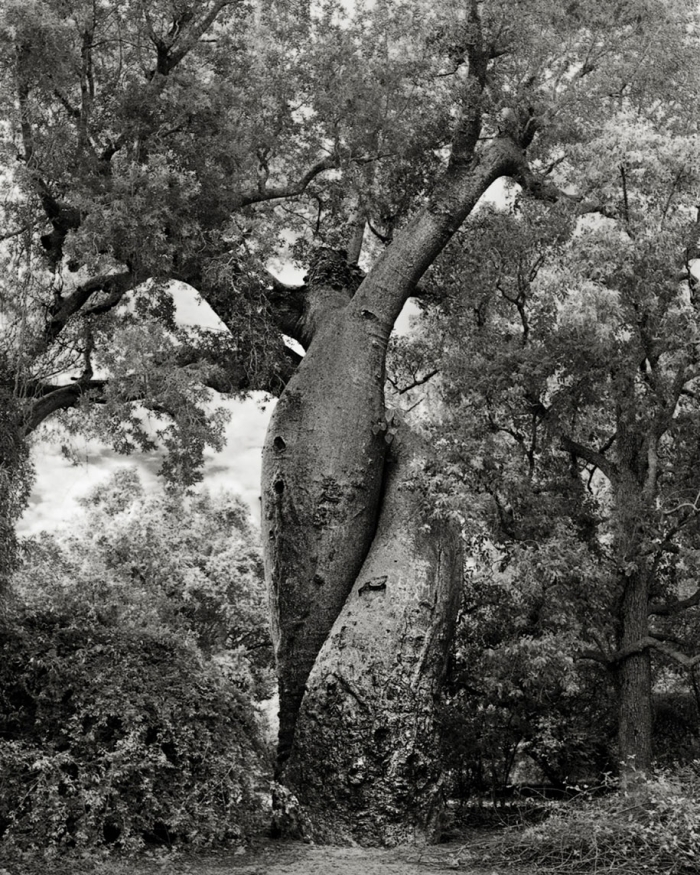 ancient-trees-portraits-of-time-nature-photography-beth-moon-13