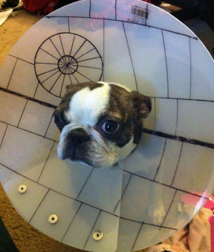 funny-pet-cones-creative-elizabethan-collars-5