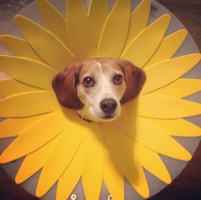 funny-pet-cones-creative-elizabethan-collars-6