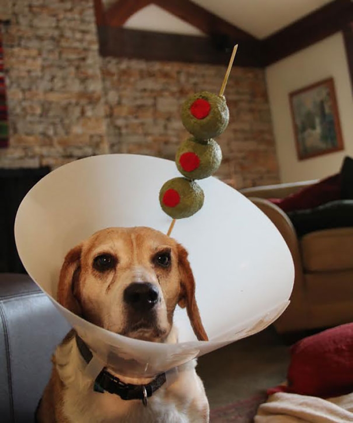 funny-pet-cones-creative-elizabethan-collars-7