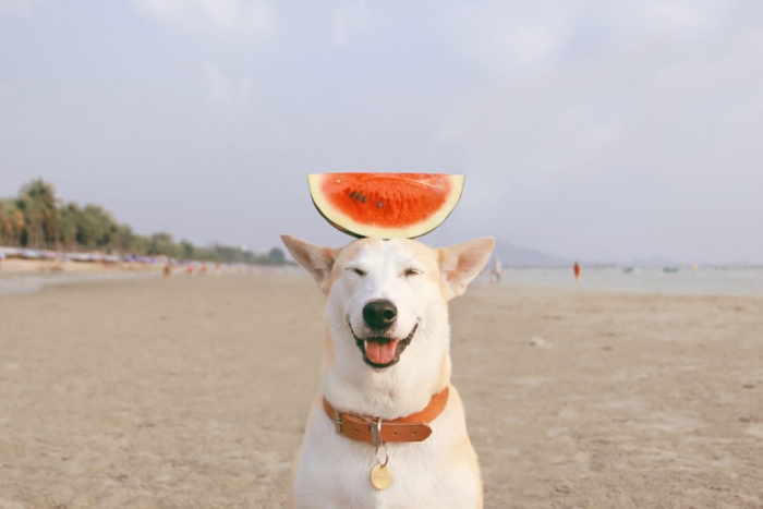 happy-dog-photography-gluta-thailand-14