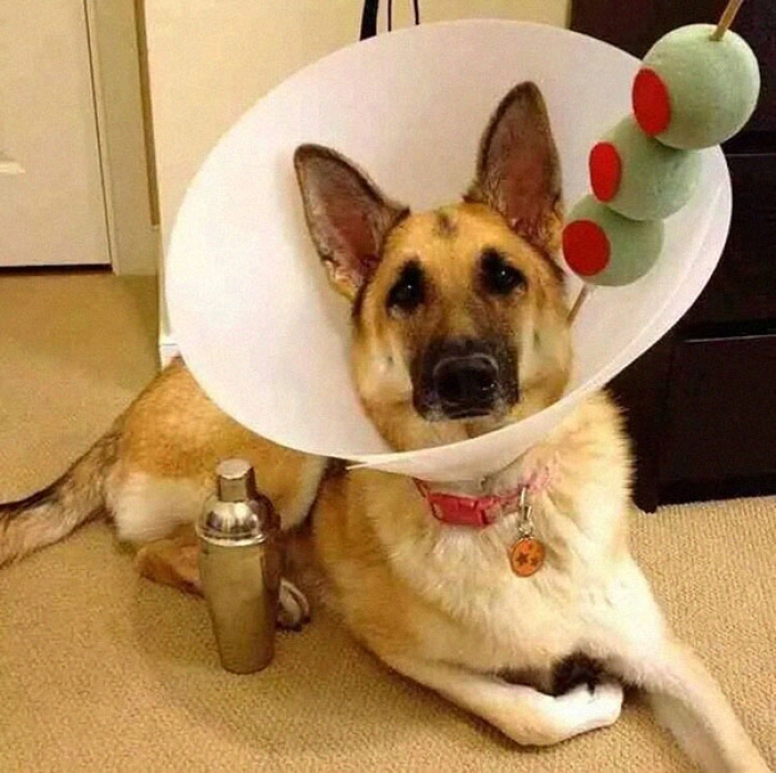 funny-pet-cones-creative-elizabethan-collars-8