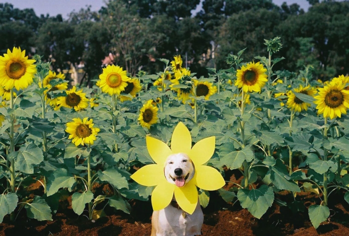 happy-dog-photography-gluta-thailand-2