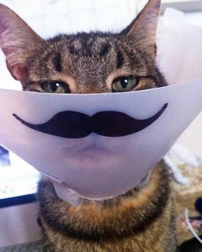 funny-pet-cones-creative-elizabethan-collars-9