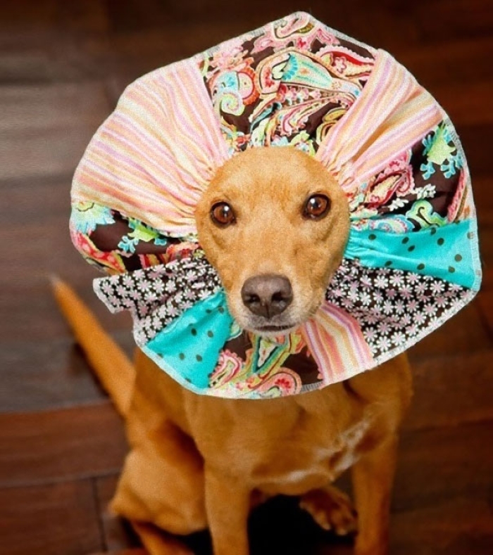 funny-pet-cones-creative-elizabethan-collars-10
