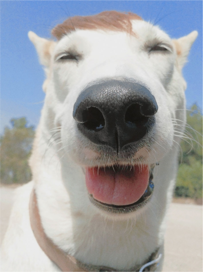 happy-dog-photography-gluta-thailand-1