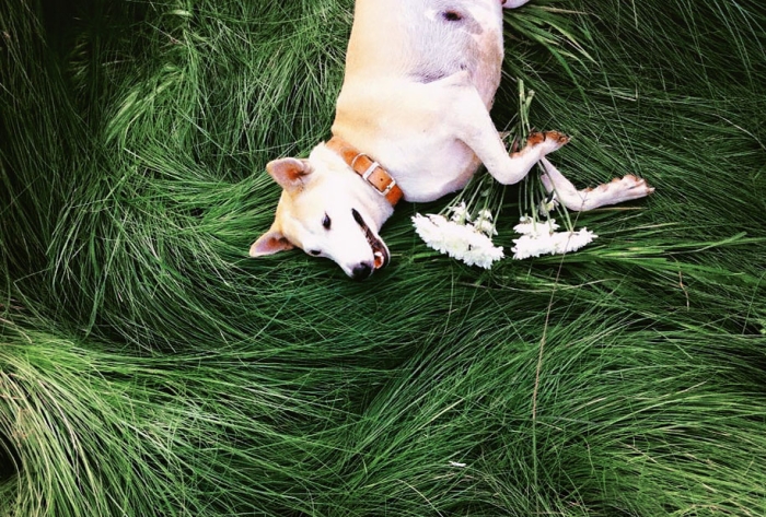 happy-dog-photography-gluta-thailand-3