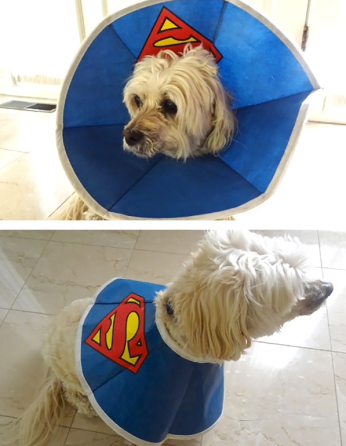 funny-pet-cones-creative-elizabethan-collars-11