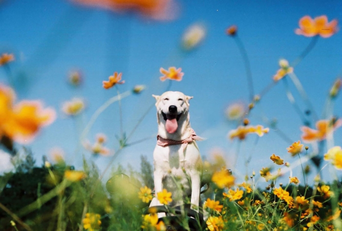 happy-dog-photography-gluta-thailand-23