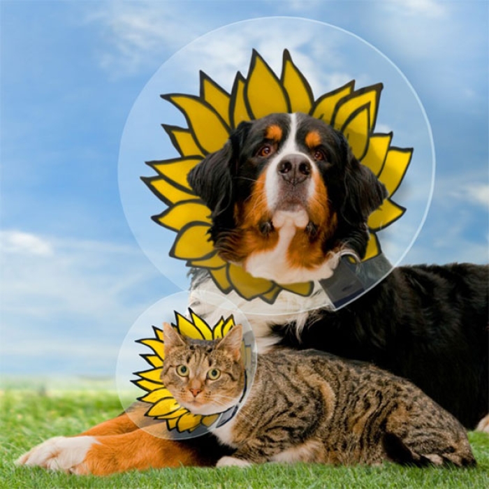 funny-pet-cones-creative-elizabethan-collars-12