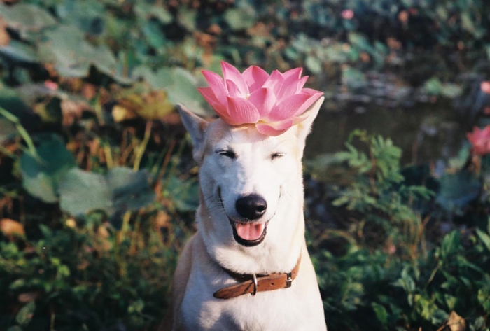 happy-dog-photography-gluta-thailand-15