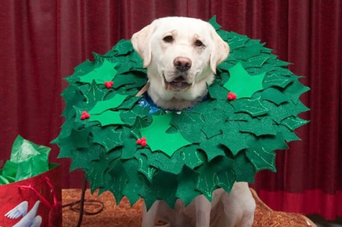 funny-pet-cones-creative-elizabethan-collars-13
