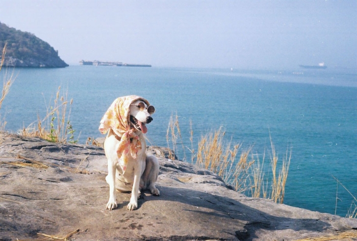happy-dog-photography-gluta-thailand-11