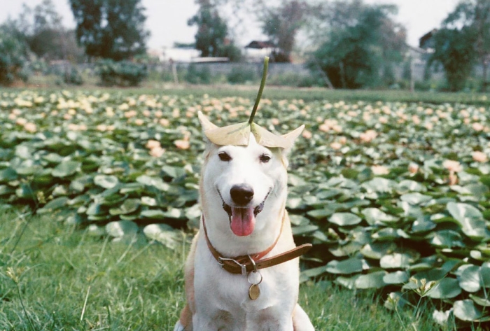 happy-dog-photography-gluta-thailand-19