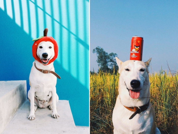 happy-dog-photography-gluta-thailand-26