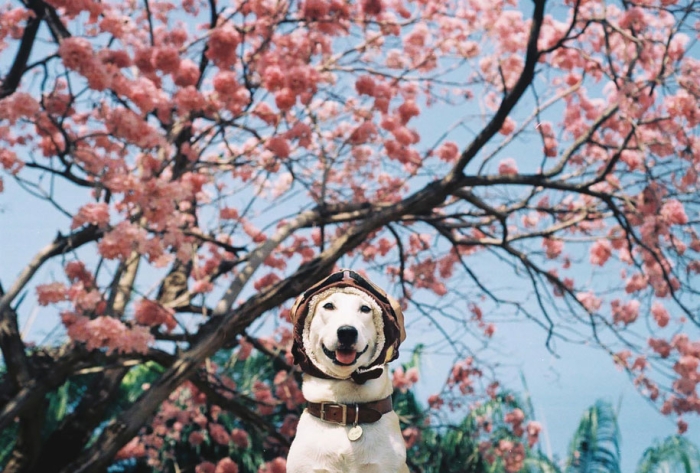 happy-dog-photography-gluta-thailand-21
