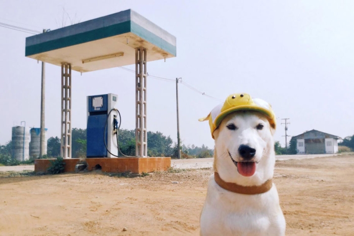 happy-dog-photography-gluta-thailand-22