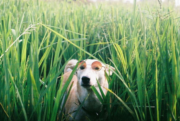 happy-dog-photography-gluta-thailand-20