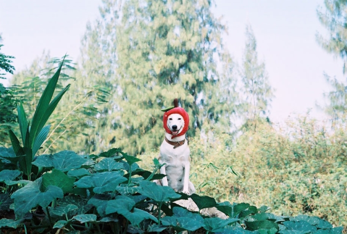 happy-dog-photography-gluta-thailand-8