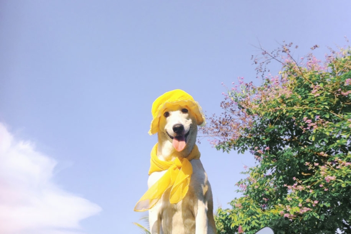 happy-dog-photography-gluta-thailand-12