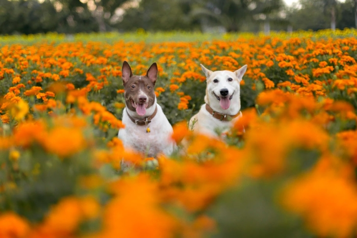 happy-dog-photography-gluta-thailand-24