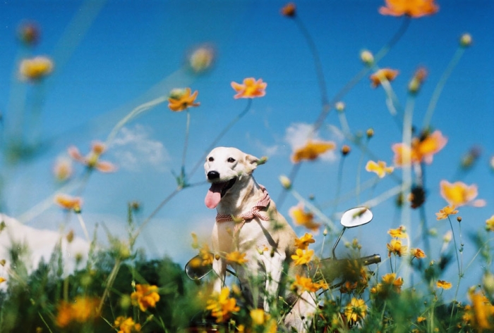 happy-dog-photography-gluta-thailand-6