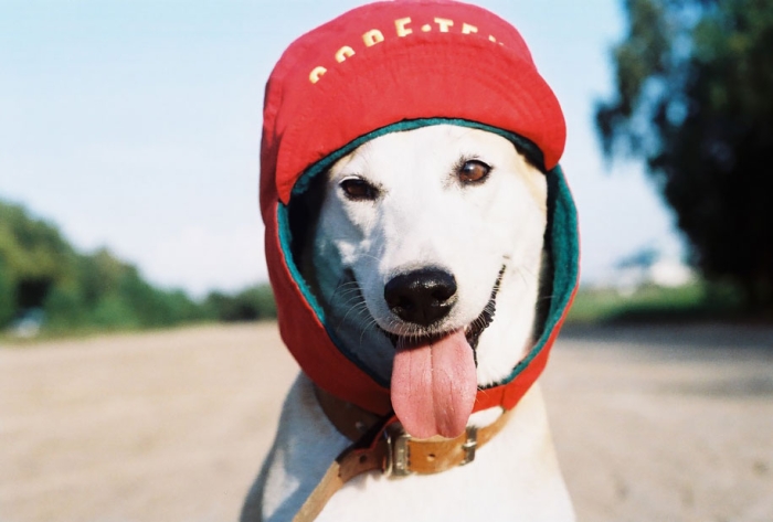 happy-dog-photography-gluta-thailand-5