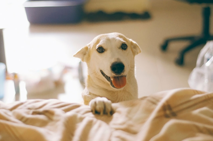 happy-dog-photography-gluta-thailand-25