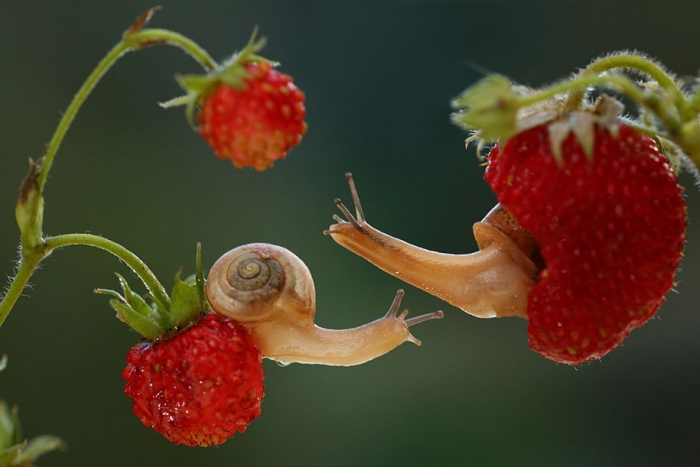 bugs-snails-mushrooms-macro-photography-nature-vadim-trunov-18
