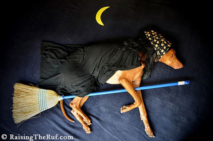 rufus-sleeping-dog-photography-animals-sara-rehnmark-9