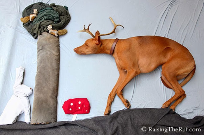 rufus-sleeping-dog-photography-animals-sara-rehnmark-2
