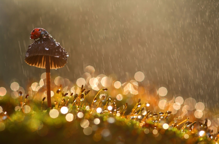 bugs-snails-mushrooms-macro-photography-nature-vadim-trunov-7