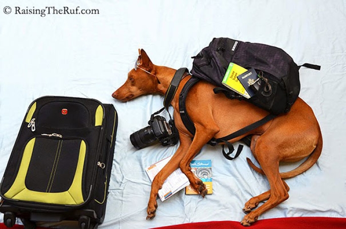 rufus-sleeping-dog-photography-animals-sara-rehnmark-1