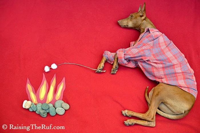 rufus-sleeping-dog-photography-animals-sara-rehnmark-6