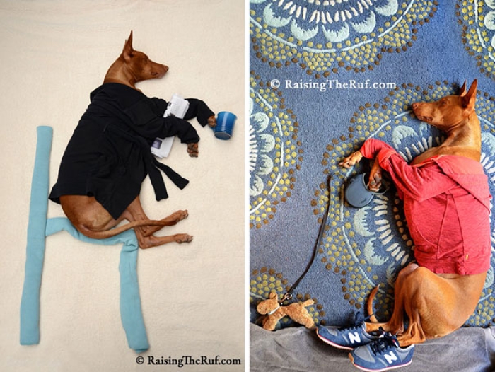 rufus-sleeping-dog-photography-animals-sara-rehnmark-10-1