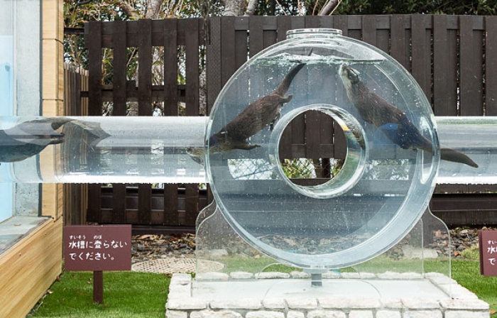 roundabout-aquarium-design-otter-zoo-kohan-studio-5