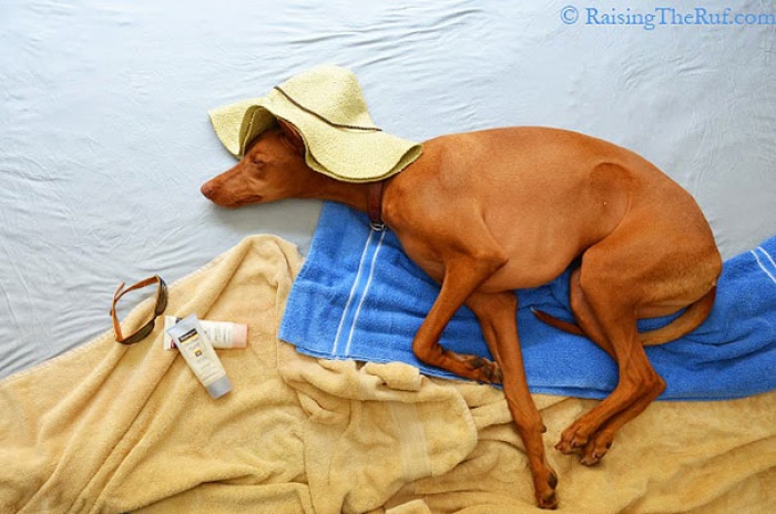 rufus-sleeping-dog-photography-animals-sara-rehnmark-3