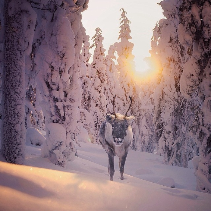 finnish-wildlife-feeding-squirrel-whisperer-konsta-punkka-46