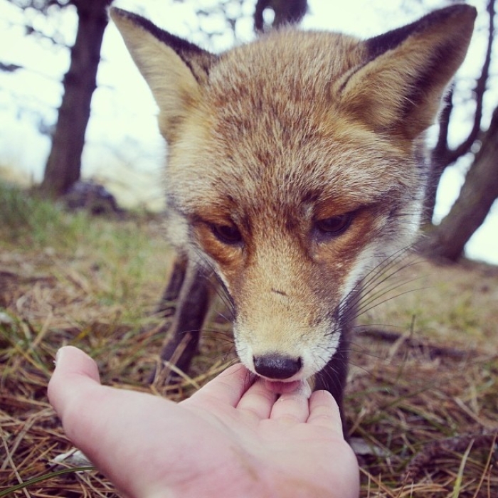 finnish-wildlife-feeding-squirrel-whisperer-konsta-punkka-6