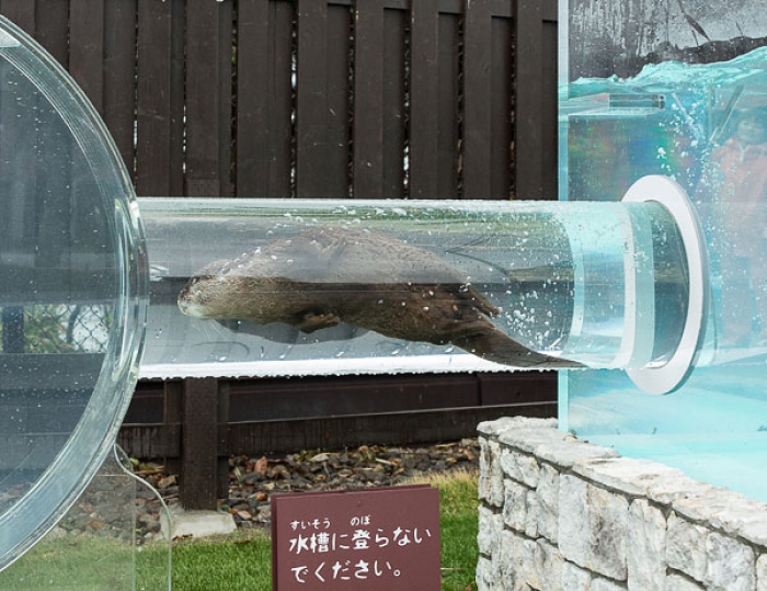 roundabout-aquarium-design-otter-zoo-kohan-studio-4