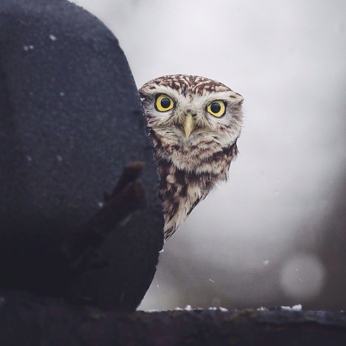 finnish-wildlife-feeding-squirrel-whisperer-konsta-punkka-47
