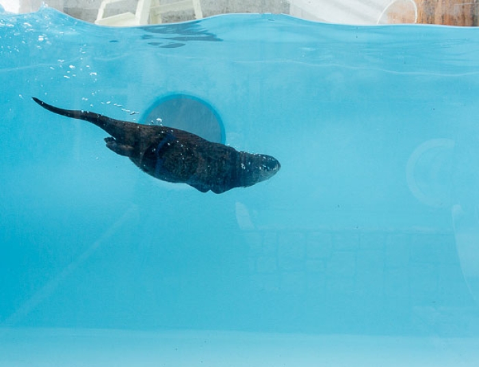 roundabout-aquarium-design-otter-zoo-kohan-studio-3