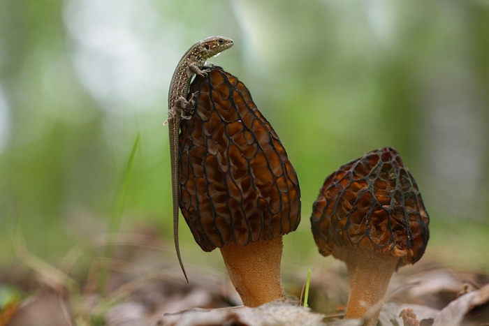 bugs-snails-mushrooms-macro-photography-nature-vadim-trunov-26