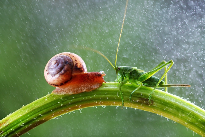 bugs-snails-mushrooms-macro-photography-nature-vadim-trunov-15