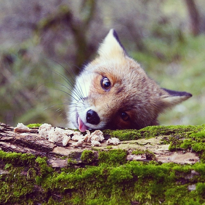 finnish-wildlife-feeding-squirrel-whisperer-konsta-punkka-15