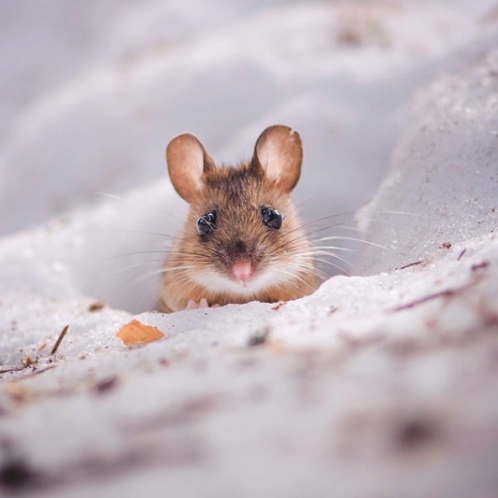 finnish-wildlife-feeding-squirrel-whisperer-konsta-punkka-49