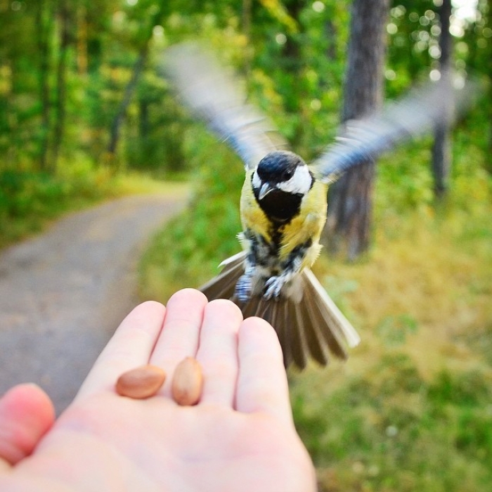 finnish-wildlife-feeding-squirrel-whisperer-konsta-punkka-19